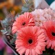 Букет 3 герберы с розовой гортензией