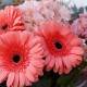 Букет 3 герберы с розовой гортензией